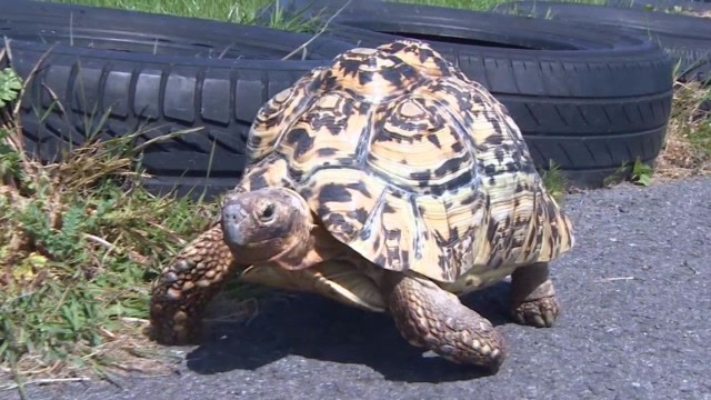 全球跑的最快的乌龟,速度堪称龟界之王,镜头拍下全过程!