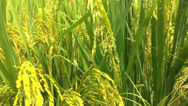 野色天香高山富锌富硒水稻大米