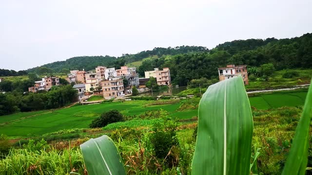 广西桂平市江口镇胡村图片