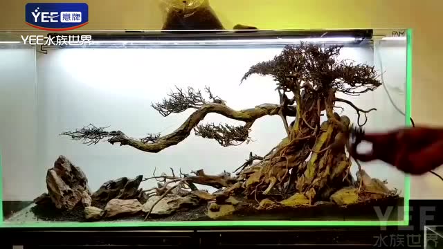 硬风格鱼缸造景沉木搭配石头是如何在大师手下一步步成艺术品的