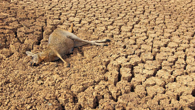 澳洲遭遇历史性干旱,动物因缺水攻占首都,或将成为去年的南非!
