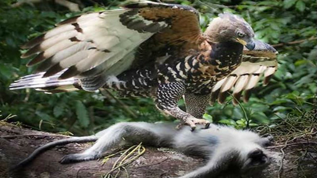 菲律宾国鸟"食猿雕",个头巨大凶性残暴,喜欢捕捉猴子为食!