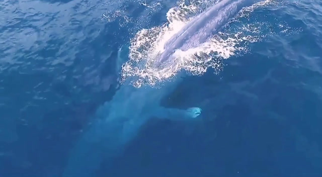 亲近大自然,蓝鲸鱼,执子之手与子偕老