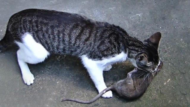 捉老鼠的才是好猫,看现实版猫捉老鼠,老鼠也只能认栽了