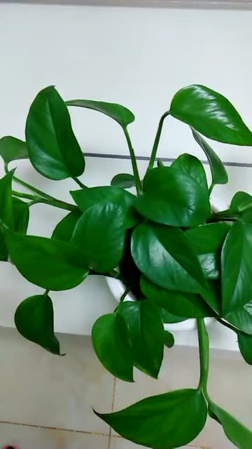 绿萝叶片油绿绿我有小妙招!