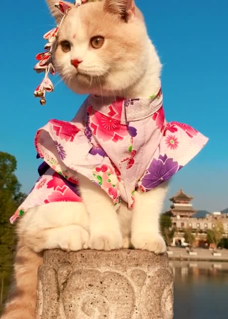 真的是有被一只喵美到啊!看到她你想到了谁?有人居然说高贵妃