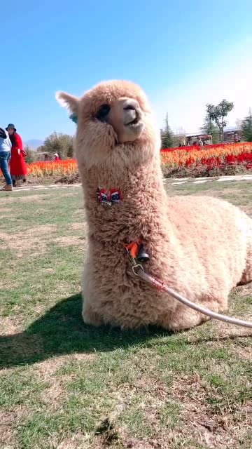 大身体小短腿的羊驼,好萌的坐姿,123要拍照了