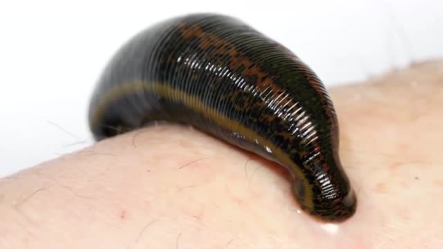 为消灭水蛭,牛人把吸血的水蛭放入胶水里,水蛭:张不开嘴了