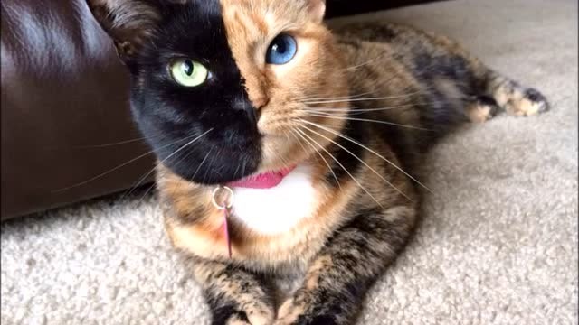 纯天然的双面猫,看上去总觉得不舒服