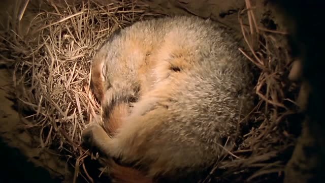 松鼠冬眠方式图片