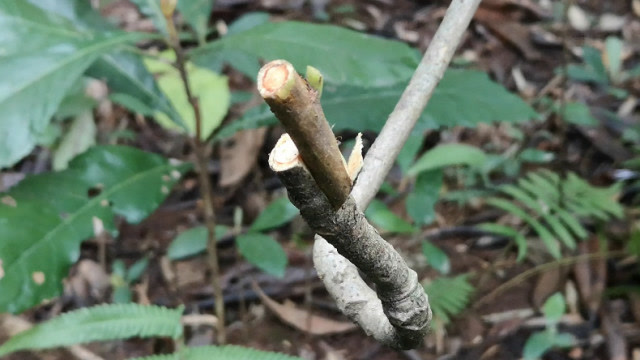 枇杷树嫁接完整教程,从切法到选接穗,包扎,不会操作可学习