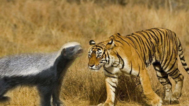 假如平头哥蜜獾有狮子的体型,打得过狮子老虎,地球还有对手吗?