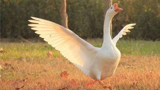 大白鹅被养了13年,面对主人时撒娇卖萌求抱抱,真是太可爱了!