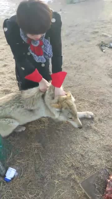 狼行天下吃肉,不愧是狼,那股野劲头就是足!