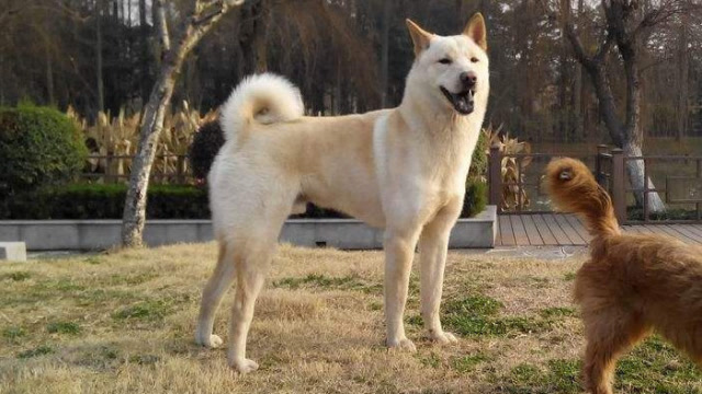 中国土狗拿国际金奖,主人为它正名称"唐犬",外国评委花2万美元买