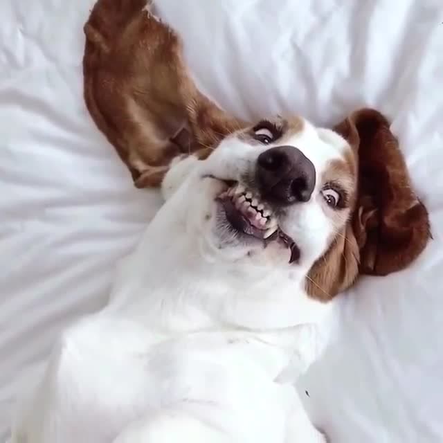 呲牙咧嘴的狗子