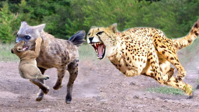 猎豹与鬣狗图片