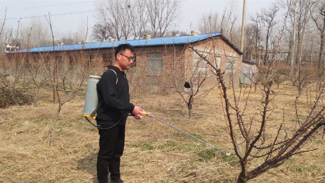 第一次给果树打农药,看起来挺简单,但其实一点都不轻松