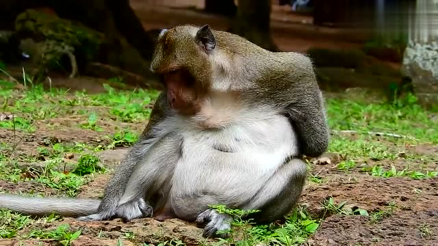 母猴 搞笑图片