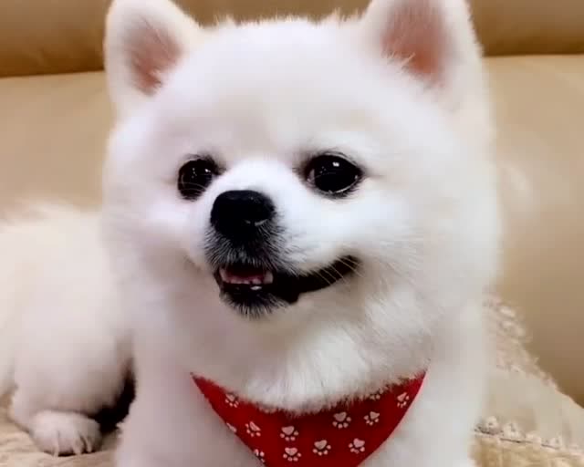 博美嘟嘟好搞笑,床上表现乖乖的床下呲牙咧嘴的,萌翻了