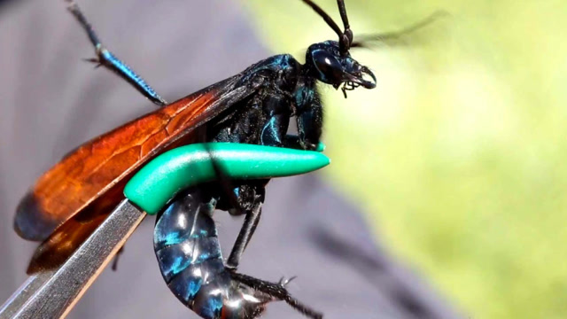 狼蛛也有天敌?它可以使用触角麻痹狼蛛,狼蛛看见它跑都来不及!