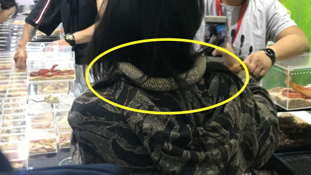 美女的脖子上缠着一条蛇,你猜结果怎样?你敢这样做么?