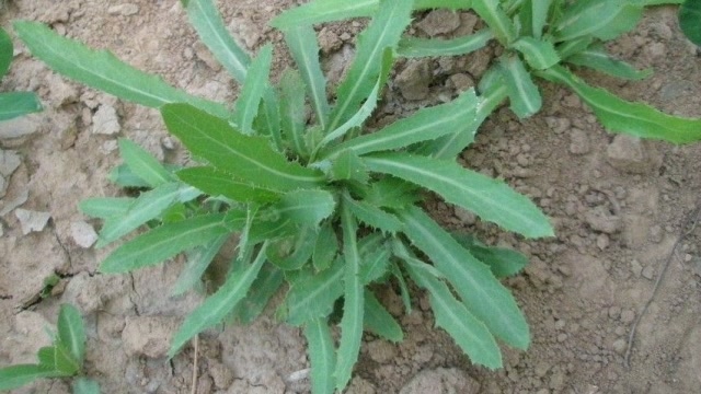 5月份必不可少的野菜,被称为"奶浆菜",营养丰富鲜嫩可口!