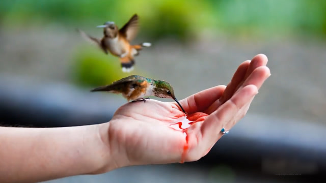 这是在干什么?居然在用手喂食蜂鸟,要不要这么有爱啊