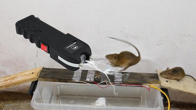 自制高压捕鼠器图片