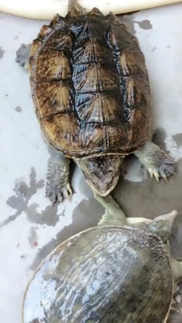 甲鱼大战鳄龟,接下来的一幕出乎预料,简直被甲鱼笑弯腰了