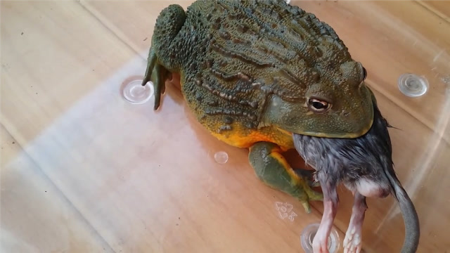 非洲的"食人蛙",把老鼠当零食,性情极其暴躁