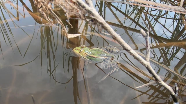 野钓乡村蓄水塘,蛙声阵阵,鲫鱼成群,最惬意的钓行!