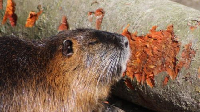巨水鼠吃树 啃树都赶上光头强电锯了