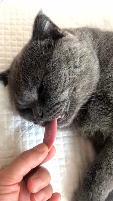 猫咪:你在拽我舌头试试!