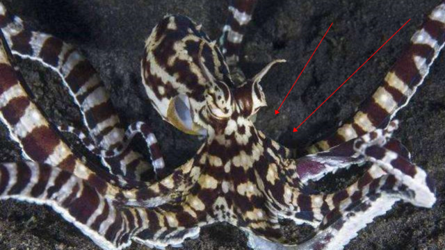 自然界中变装大佬!拟态章鱼不仅会变色,竟然还会模仿其他动物!