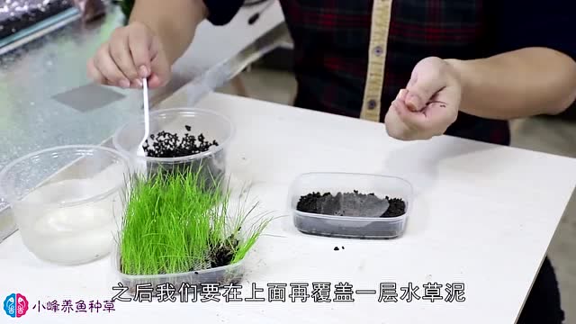 鱼缸放水草少不了牛毛草先种好再放进鱼缸连造型都可以做好