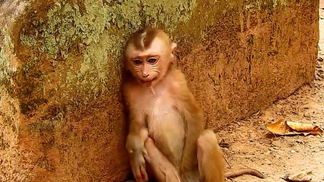 猴子悲伤流泪的图片图片