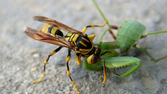 螳螂与黄蜂大作战,镜头记录打斗激烈场面!