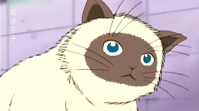 网球王子:猫咪跟着越前龙马,居然是这个原因,带走了逗猫棒!