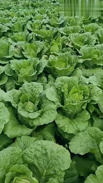 农民地里种植的大白菜,看到这,真是太壮观了