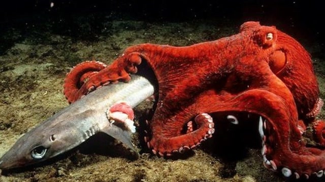 鲨鱼捕食巨型章鱼,还没出手被勒到窒息,镜头记录惊险过程