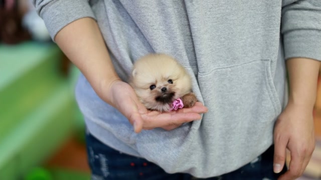 世界上最小的狗可爱图片