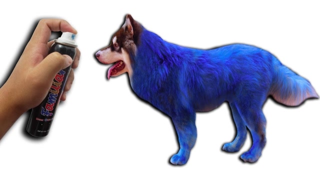 蓝色狗狗表情包图片