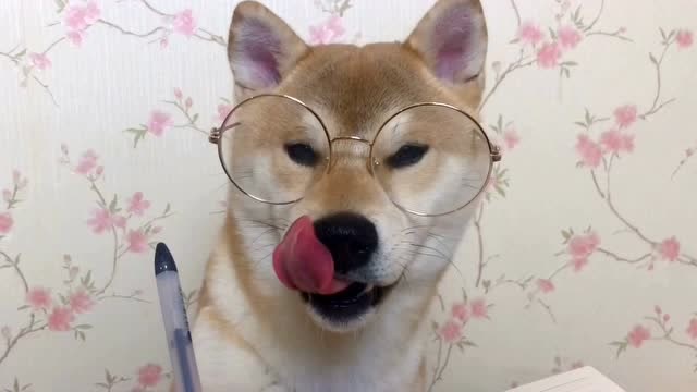 考试98分成绩vs59分,戴上眼镜就是不一样,这狗真的是太有优秀了!