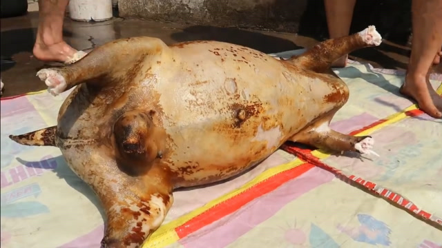 去越南农家做客,他们杀羊招待,心里很感激,只是这吃法难以接受