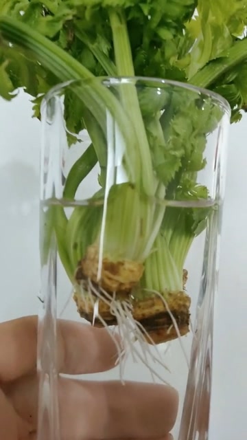 教你怎么水培芹菜.