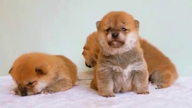 哈哈,好可爱的一群小奶狗,你喜欢吗