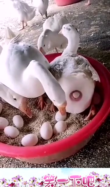 半天没生出蛋,急得公鹅亲自接生