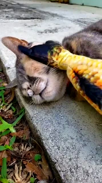 猫:抱着我的鱼睡觉,就是舒服呀!