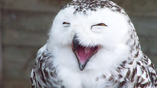 人在临死前,为什么家附近会传来猫头鹰"笑声"?专家这样说!